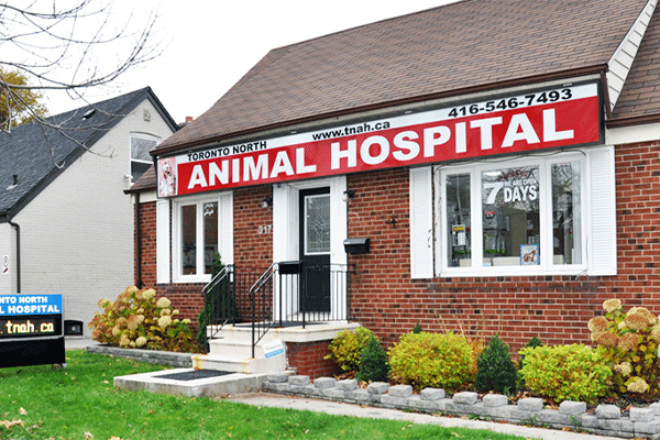 بیمارستان دامپزشکی دکتر تمجیدی Toronto North Animal Hospital