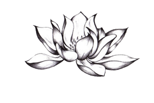 گالری هنری نیلوفر آبی