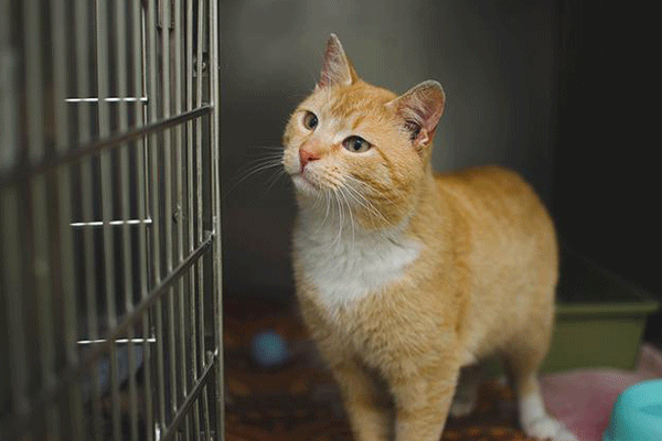 دامپزشک سیار Mobil DyrlægeVeterinary