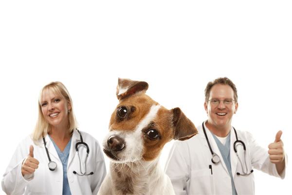 کلينيک دامپزشکي بورلي رابرتسون Beverly Robertson Clinic Veterinary